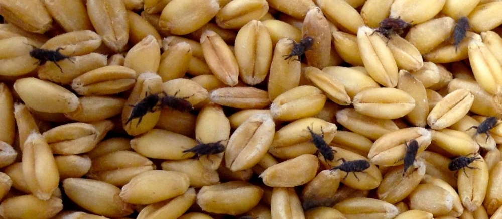 FUMIGATION & PEST MANAGEMENT