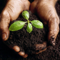 Soil
